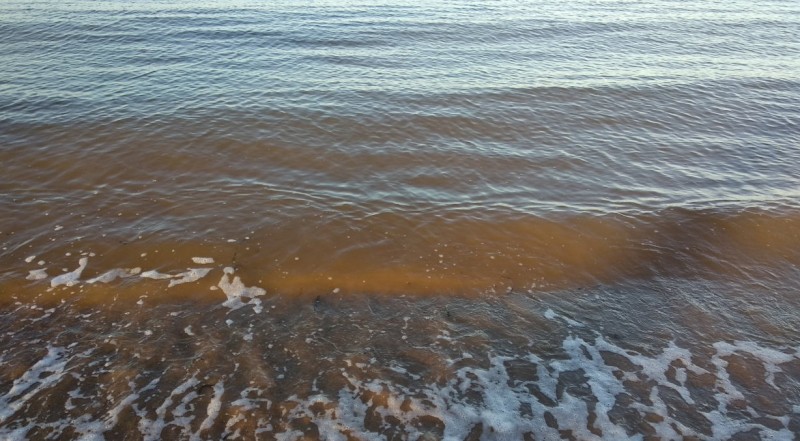 <span style='color:#780948'>ARCHIVED</span> - Companies propose to use bacteria to clear mud from the Mar Menor
