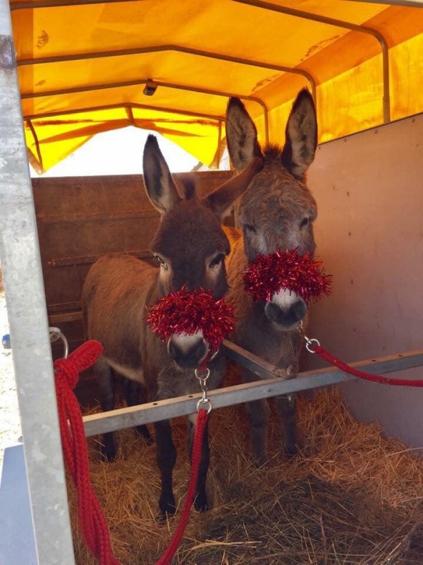 <span style='color:#780948'>ARCHIVED</span> - Monday 16th December Mulled wine, mince pies and a donkey on Camposol