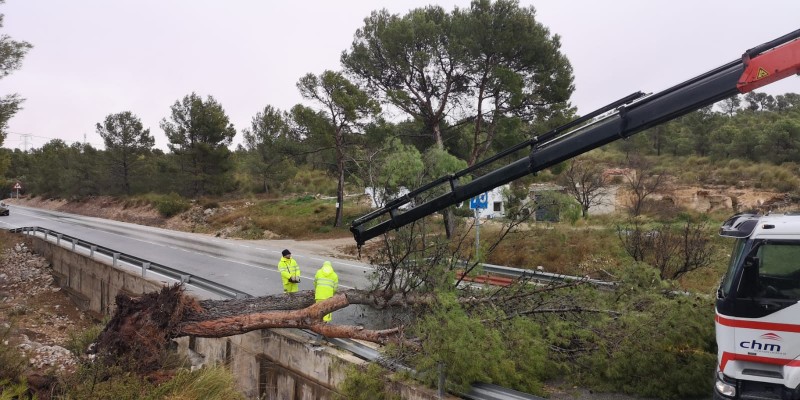 <span style='color:#780948'>ARCHIVED</span> - Jumilla-Pinoso RM-247 re-opens as fallen tree is cleared