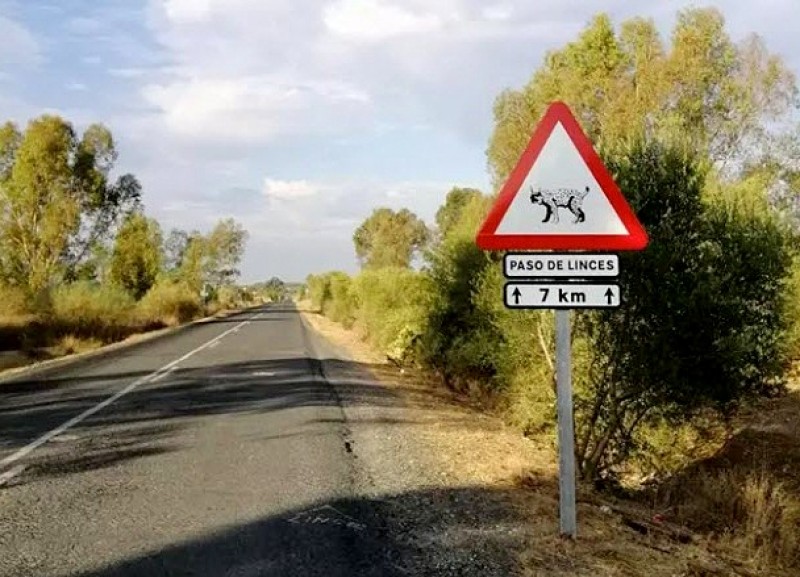 <span style='color:#780948'>ARCHIVED</span> - Road safety improvements to make Seville black spot safer for Iberian lynx