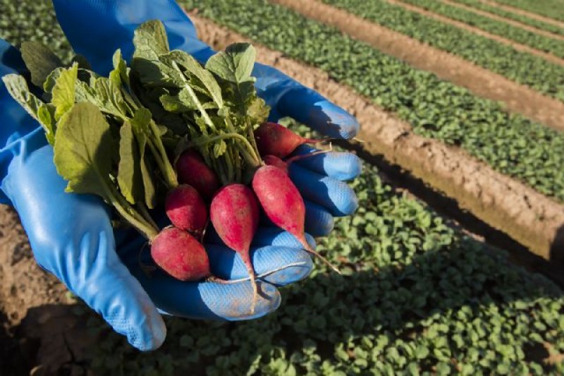 <span style='color:#780948'>ARCHIVED</span> - Recycled ocean plastics used for eco-friendly veg packaging by Torre Pacheco growers