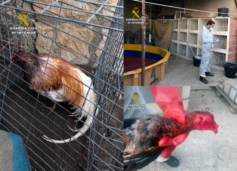 <span style='color:#780948'>ARCHIVED</span> - Cockfighting arena and badly injured birds found in Totana