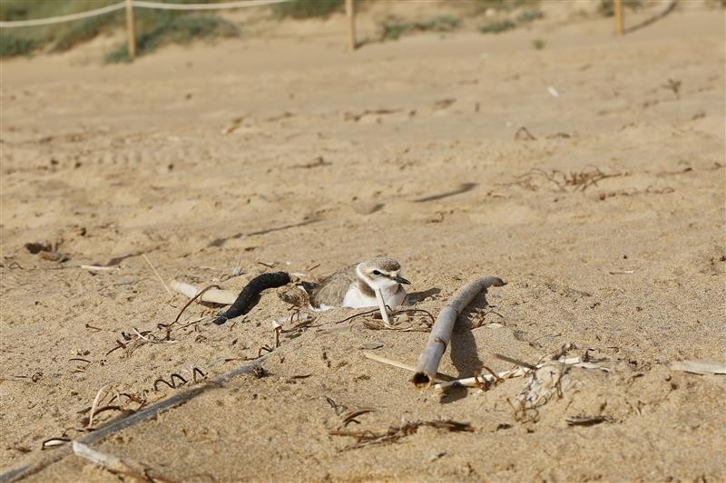 <span style='color:#780948'>ARCHIVED</span> - Special protection for Kentish plovers nesting on Calarreona beach in Águilas