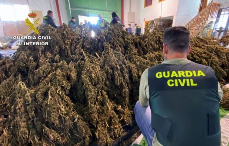 <span style='color:#780948'>ARCHIVED</span> - Increase in marijuana pollen points to growth of illegal crops in Murcia Region