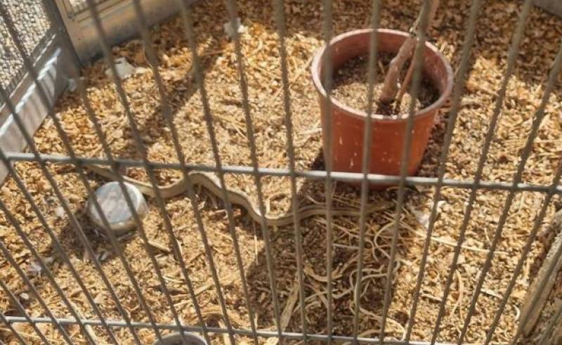 <span style='color:#780948'>ARCHIVED</span> - Venomous Montpellier snake discovered trapped in Totana aviary