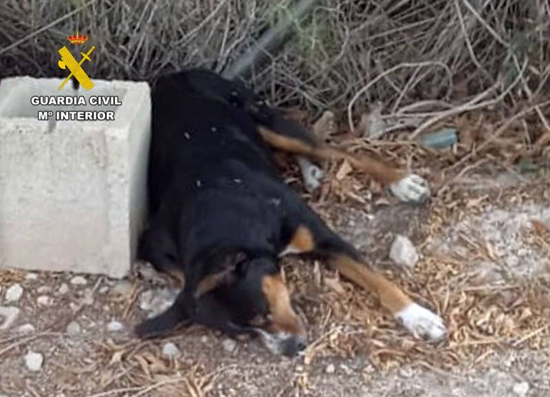Mazarron man accused of shooting and killing a dog after arguing with his neighbour