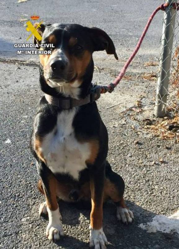 Mazarron man accused of shooting and killing a dog after arguing with his neighbour
