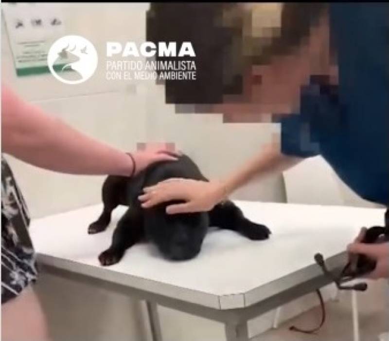 Woman accused of drowning dog at Alicante beach