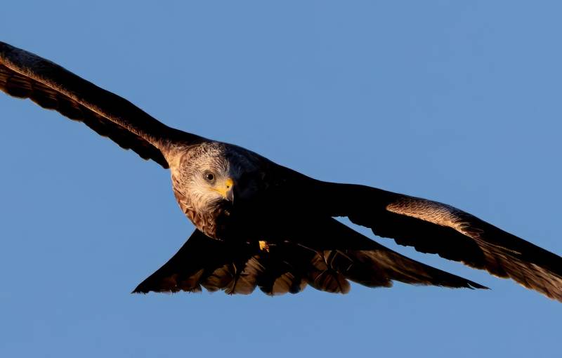 How Mallorca’s baby birds are soaring into southern Spain to save a species