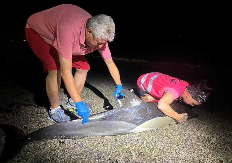 Stranded dolphin put down on Roquetas de Mar beach to avoid further suffering
