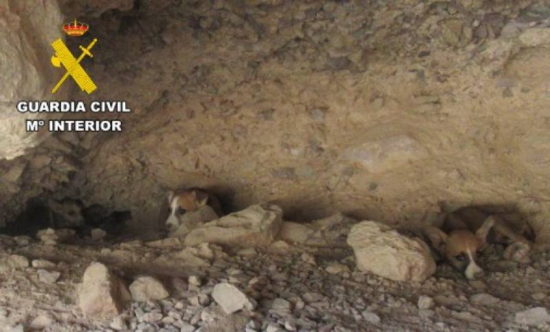 Litter of greyhound puppies rescued from remote Murcia cave