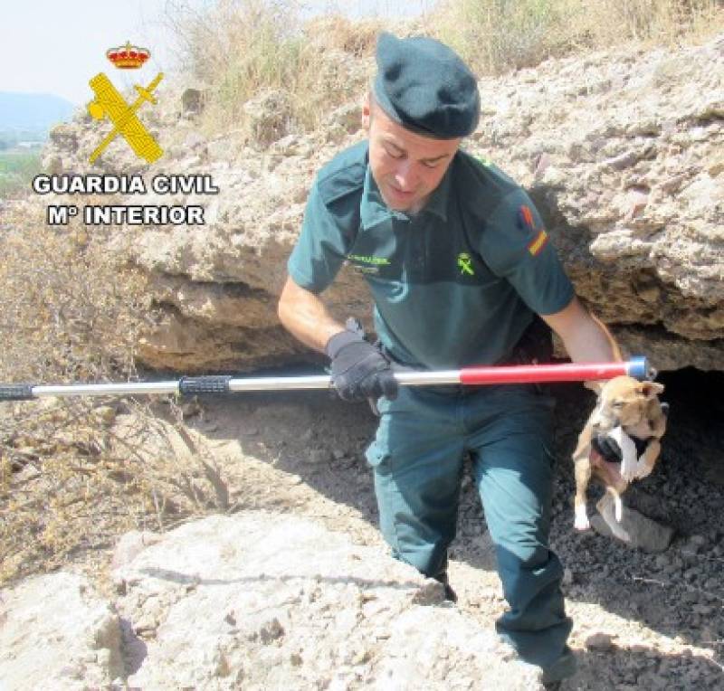 Litter of greyhound puppies rescued from remote Murcia cave