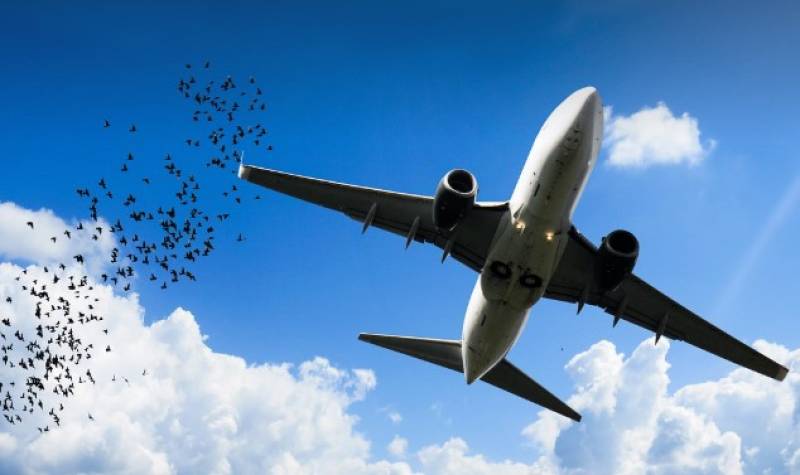 Bird strike forces Iberia flight to turn back to Madrid