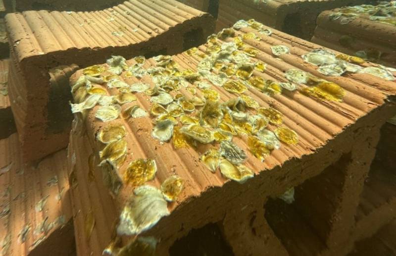 Mar Menor's first oyster reef takes shape to help clean the lagoon