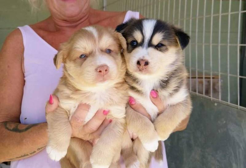 Barking up the right tree: Dog and pet care businesses are booming in Camposol