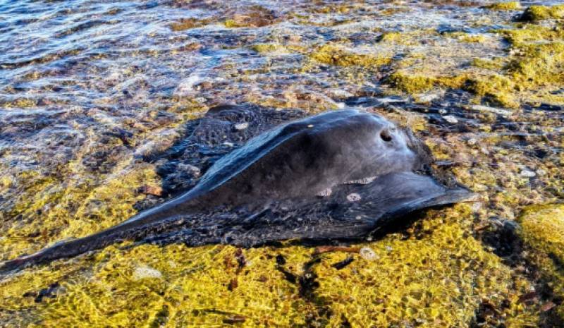 Spanish News Today Editors Roundup Weekly Bulletin Dec 12