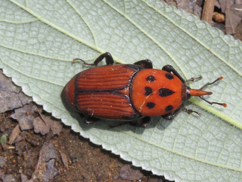 San Javier steps up battle against red palm weevil