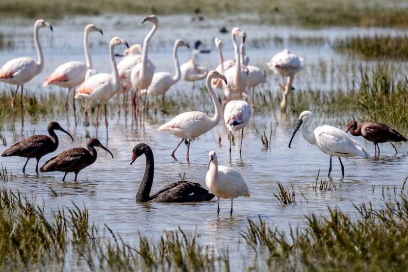 Bird numbers soar back in Doñana after welcome winter rains