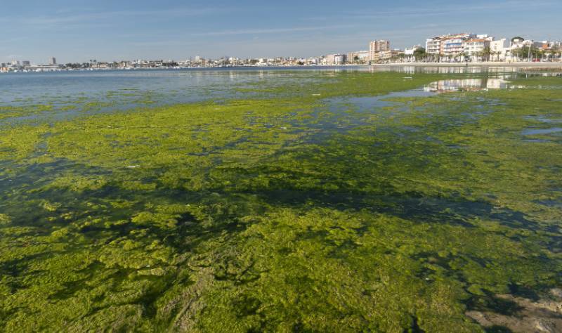 Scientists warn loss of key fish species leaves the Mar Menor more vulnerable