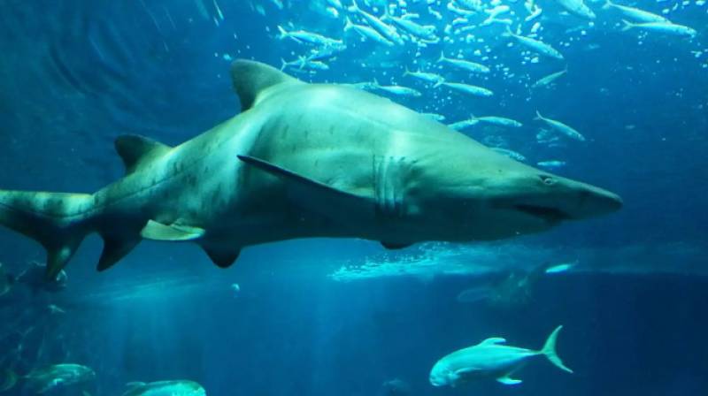 Young Alicante doctor loses leg in shark attack while on honeymoon