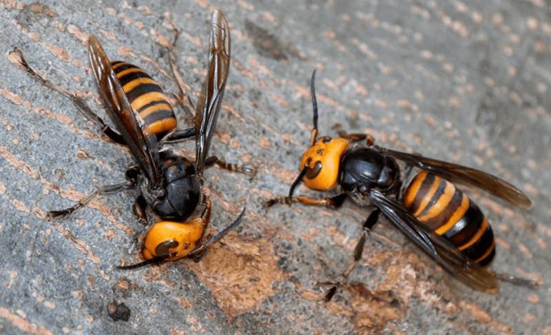Invasive Asian hornet reaches Canary Islands for the first time