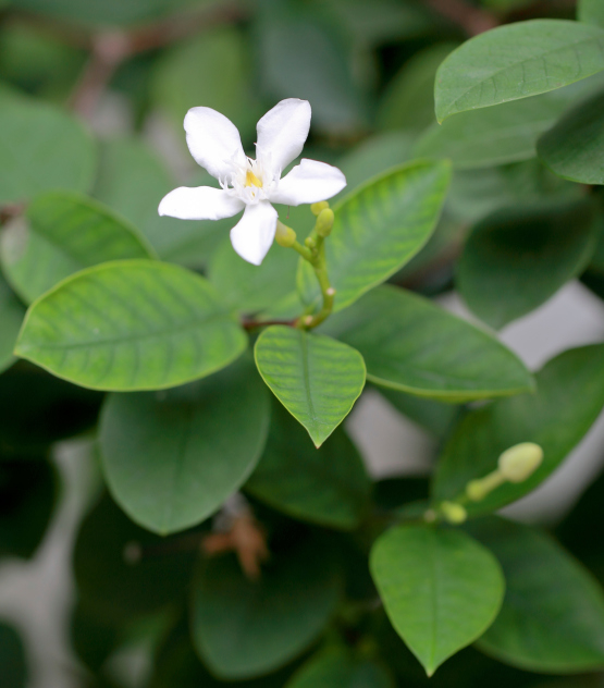 Dog owners beware: stephanotis pods can kill dogs