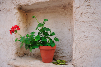 The Geranium moth in Southern Spain