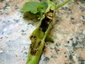 The Geranium moth in Southern Spain