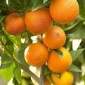 Gardening in Spain- What do I do about ants in the orange tree?