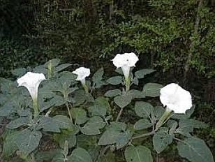 Be aware, the Datura stramonium can kill